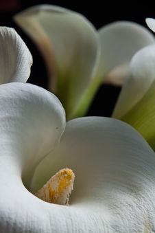 Calla Lilies Stock Image Calla Lilies Stock Image