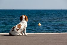 Watching The Sea Royalty Free Stock Photos Watching The Sea Royalty Free Stock Photos