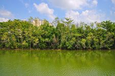 Trees By The River On Sunny Day Royalty Free Stock Image Trees By The River On Sunny Day Royalty Free Stock Image