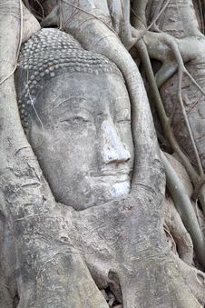 Buddha Statue Entwined By Roots Of Spiritual Tree Stock Image Buddha Statue Entwined By Roots Of Spiritual Tree Stock Image