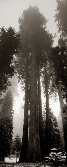 Giant Sequoias In Yosemite Royalty Free Stock Images Giant Sequoias In Yosemite Royalty Free Stock Images