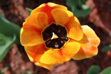 Yellow-red Tulip Flowers. Stock Images Yellow-red Tulip Flowers. Stock Images