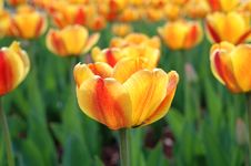 Yellow-red Tulip Flowers. Stock Photo Yellow-red Tulip Flowers. Stock Photo
