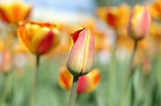 Yellow-red Tulip Flowers. Royalty Free Stock Photography