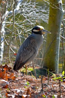 Yellow-crowned Night Heron Royalty Free Stock Photos Yellow-crowned Night Heron Royalty Free Stock Photos