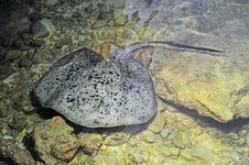 Giant Spotted Stingray Stock Image