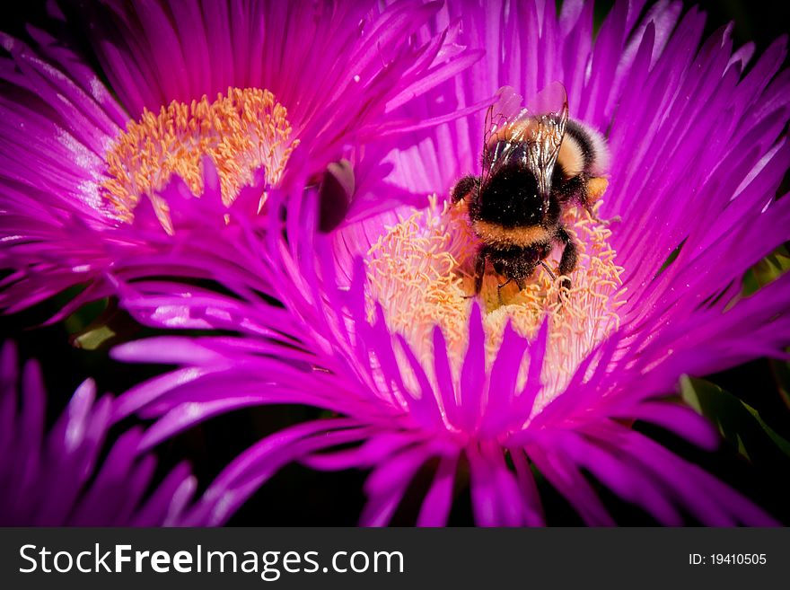 Bumble bee eating nectar on purple flower. Bumble bee eating nectar on purple flower