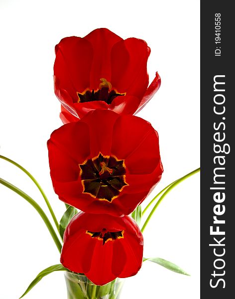 A number of red tulips on a white background. A number of red tulips on a white background.