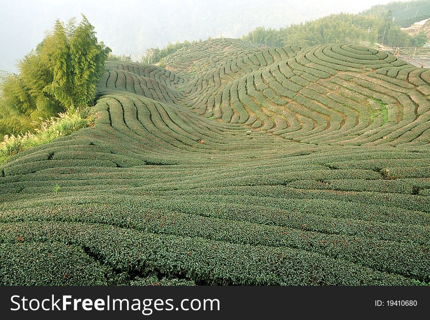 Tea field along the valley
