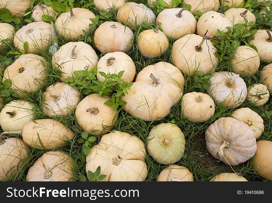 Pumkins on a field in Bylakuppe, India at the Tibetan settlement. Pumkins on a field in Bylakuppe, India at the Tibetan settlement.