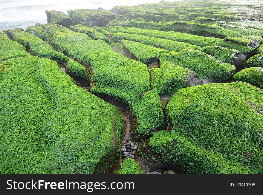 Green seaweed on the coast