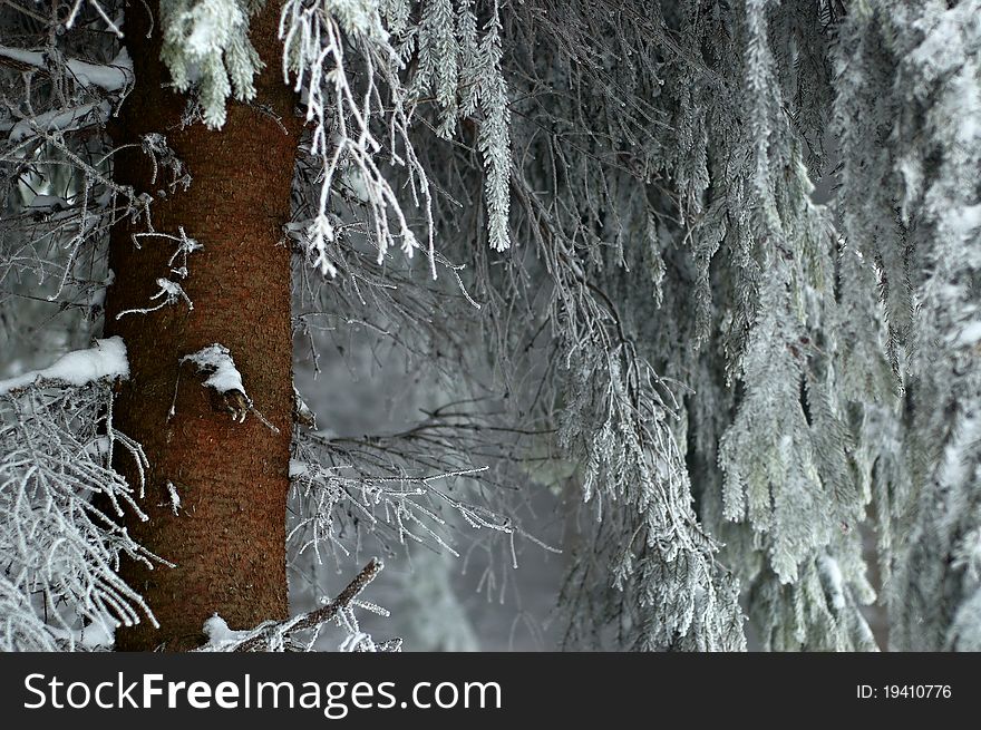 Trunk spruce and frost - bitten  branches with needles.