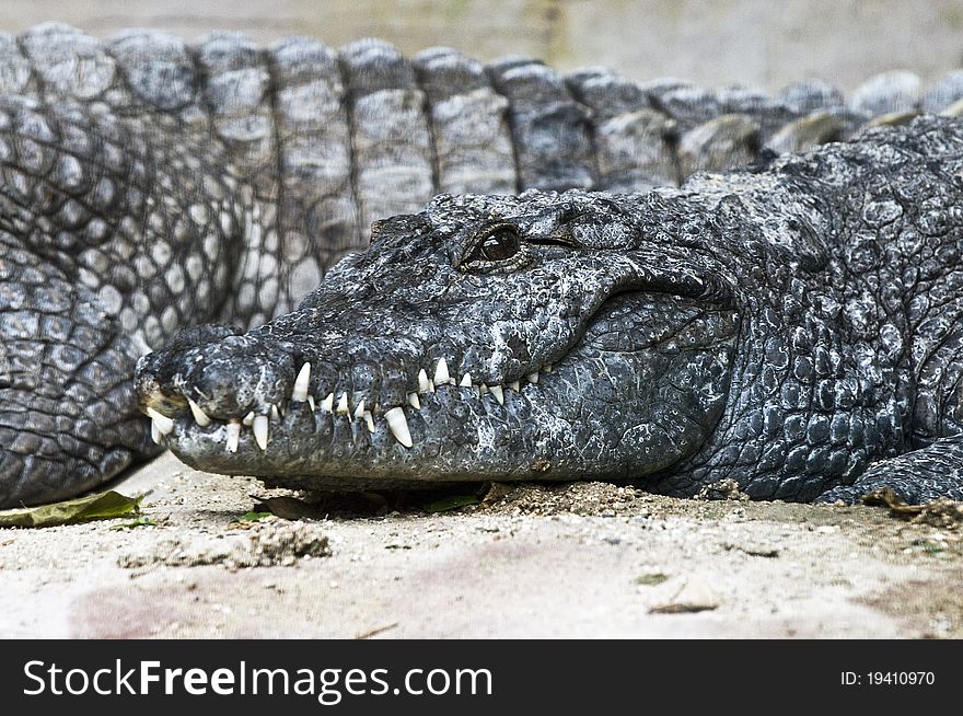 Close-up of two nile crocodiles