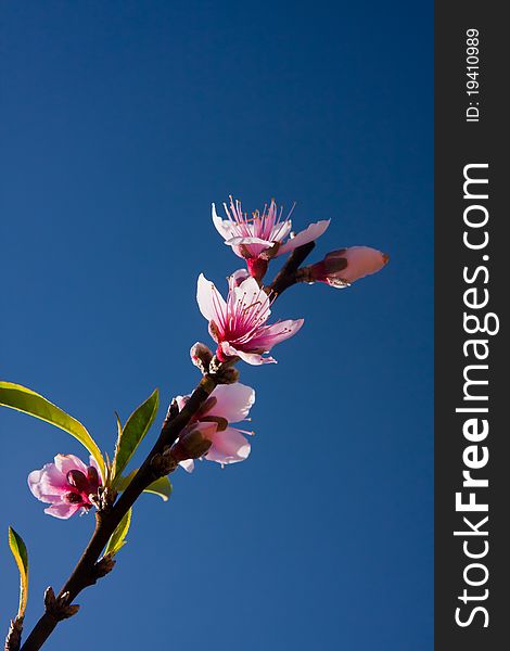 The pink peach blossoms in the clear sky. It was taken from Doi Angkhang Thailand. The pink peach blossoms in the clear sky. It was taken from Doi Angkhang Thailand