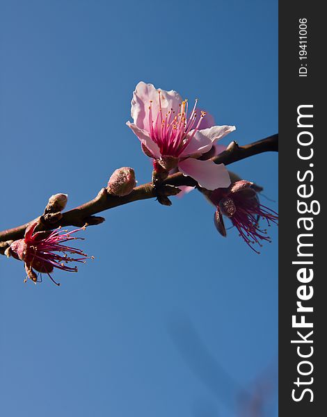 Peach Blossoms in blue sky background