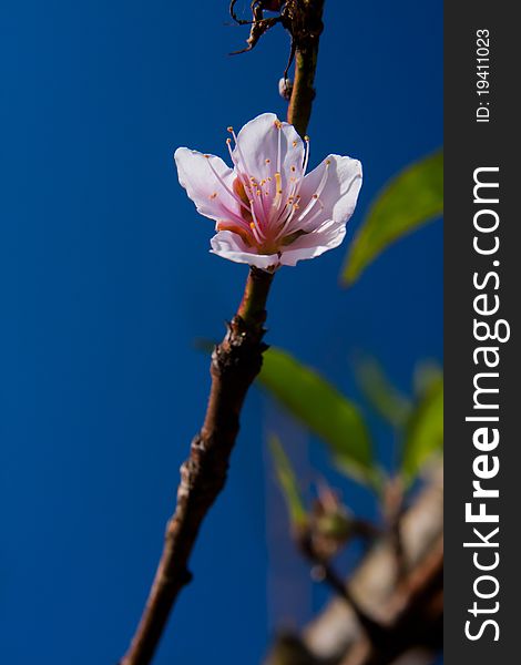 The pink peach blossoms in the clear sky. It was taken from Doi Angkhang Thailand. The pink peach blossoms in the clear sky. It was taken from Doi Angkhang Thailand