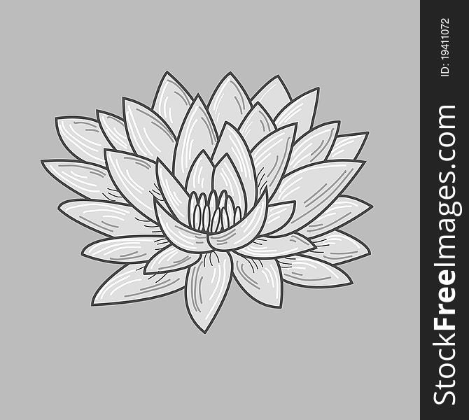 Vector white lotus over gray
