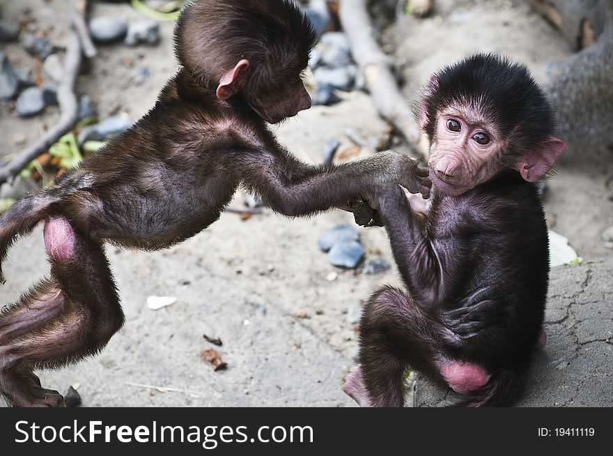 Two infant/baby baboons playing in the zoo.