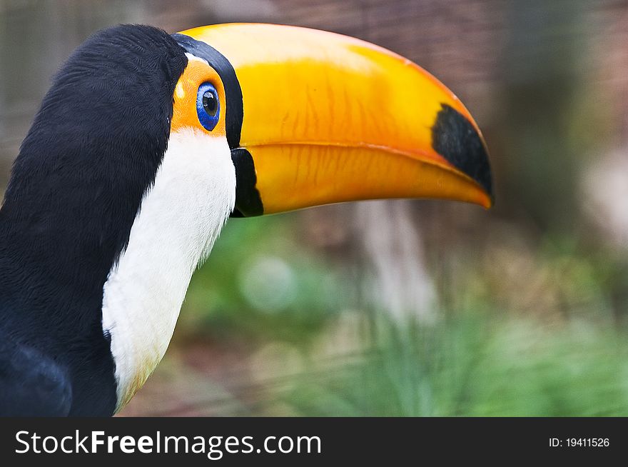 A close-up of a toucan