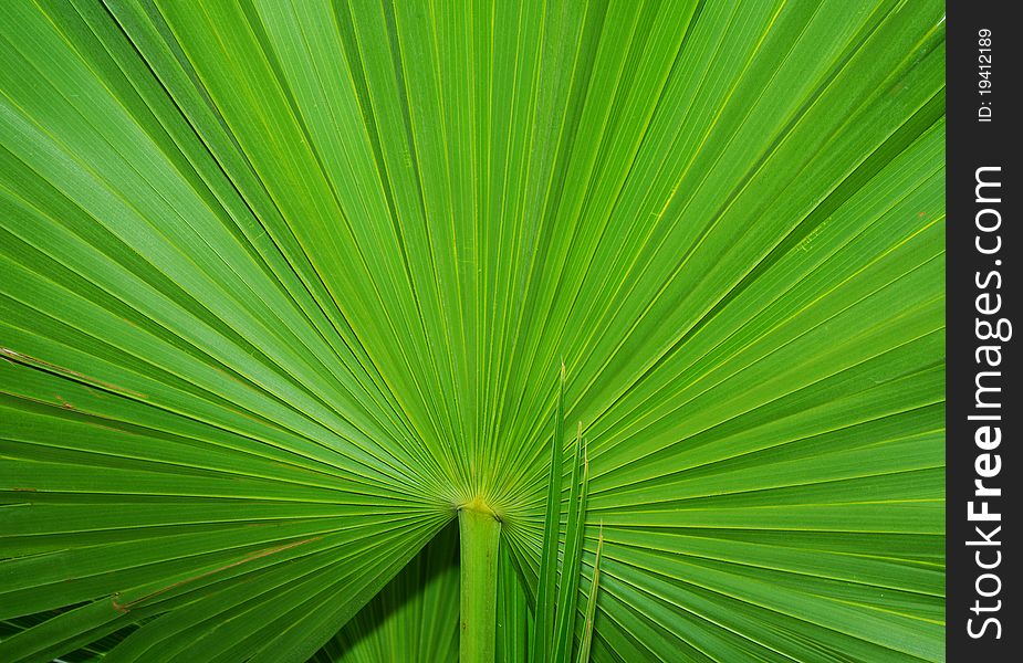 Close Up of a Large Palm Leaf. Close Up of a Large Palm Leaf
