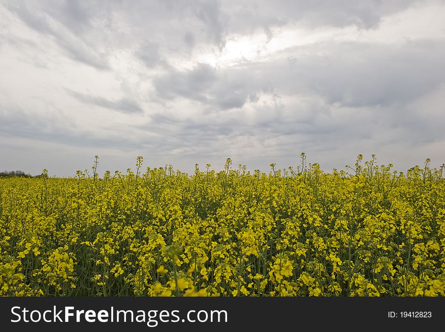 Yellow rape field during a stormy summer day