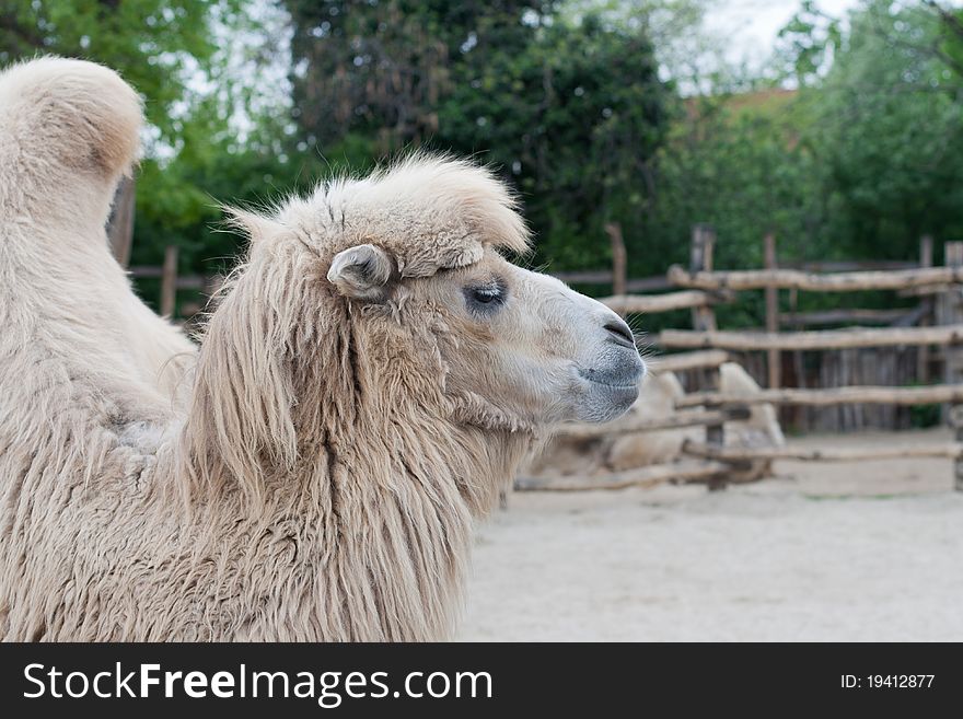 Bactrian camel at the Budapest Zoo. Bactrian camel at the Budapest Zoo