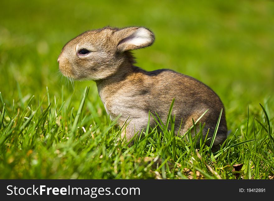 Gray bunny in green grass