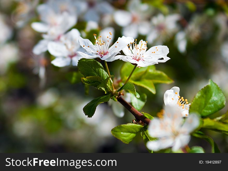 Cherry tree in flowers