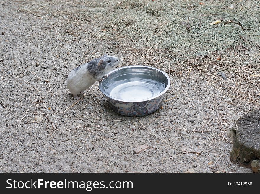 Guinea pig drinks water