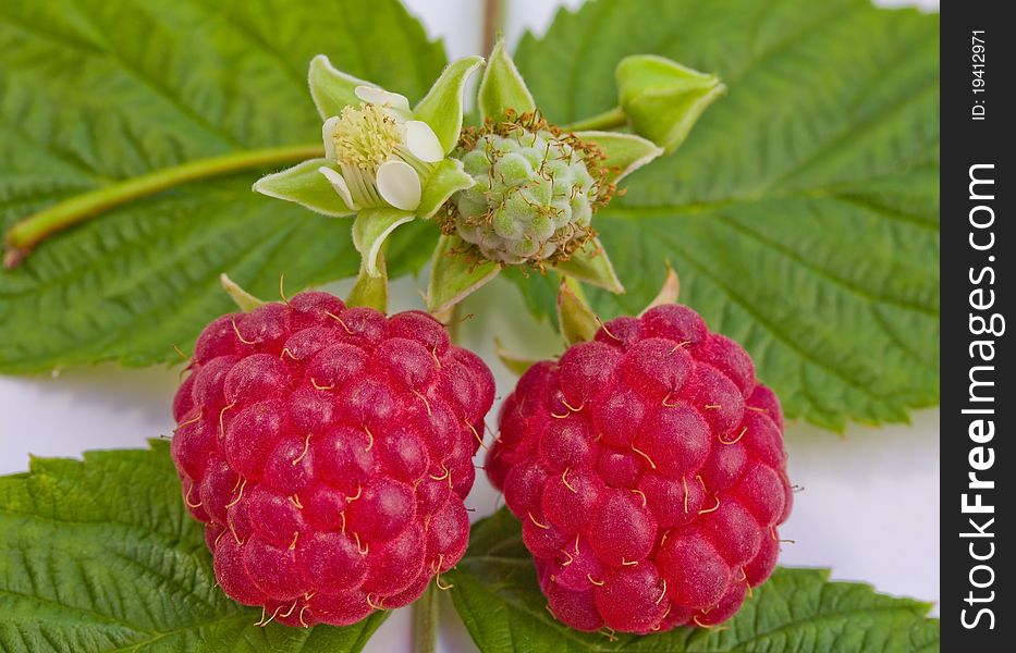 Close-up ripe raspberries and flower