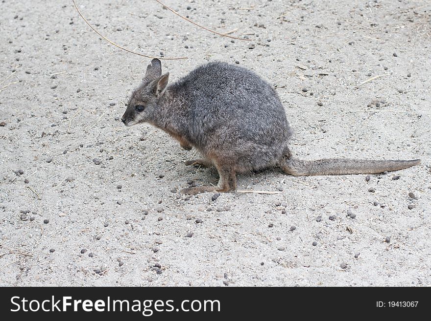 Rare species of kangaroo in the Budapest Zoo. Rare species of kangaroo in the Budapest Zoo