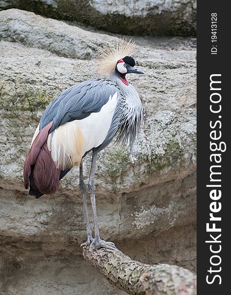 Crowned crane on a rock