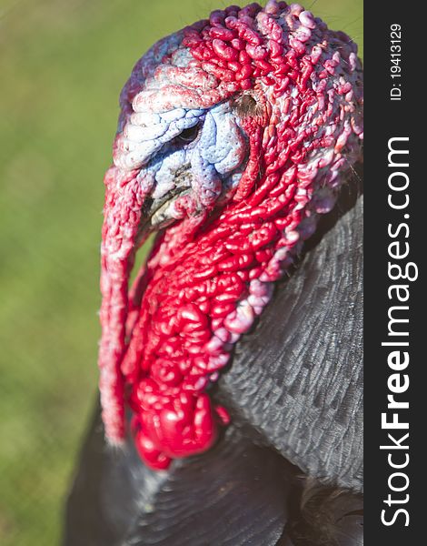 Turkey head detail, blue and red colors