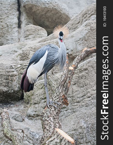 Crowned crane on a rock