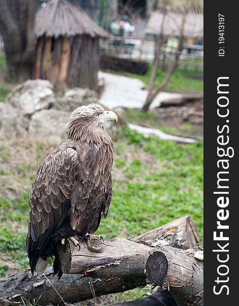 Eagle at the zoo, think about freedom.