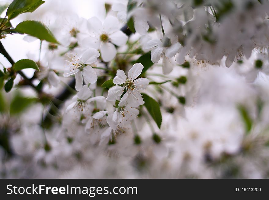 Cherry flowers on tree background.