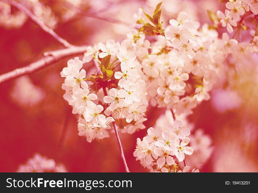 Cherry flowers on tree with red background.