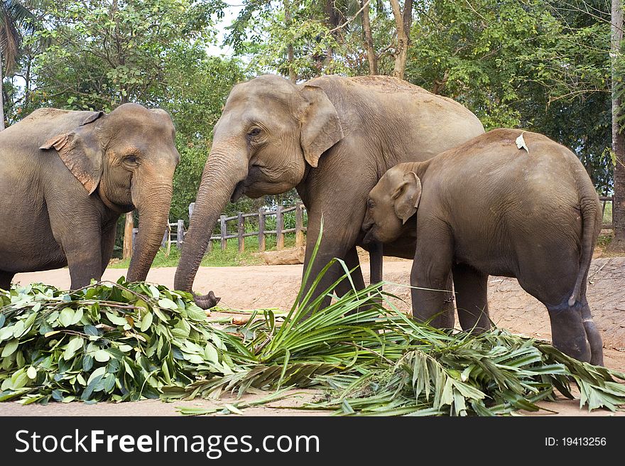 Elephant family at Elephant Orphanage in Pinnawela, Sri Lanka