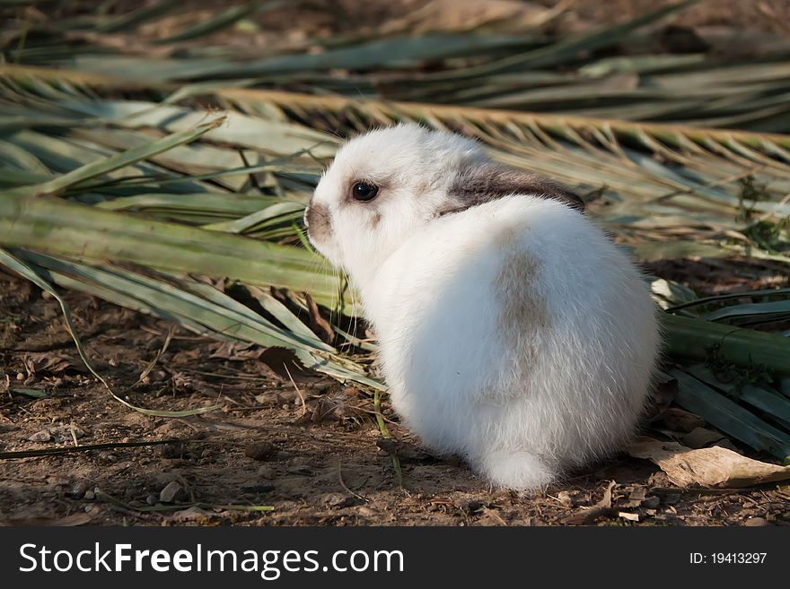 A very young rabbit, with plam leaves.