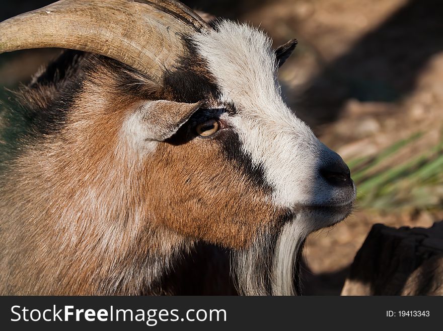 A horny goat, close shot with blurry background.
