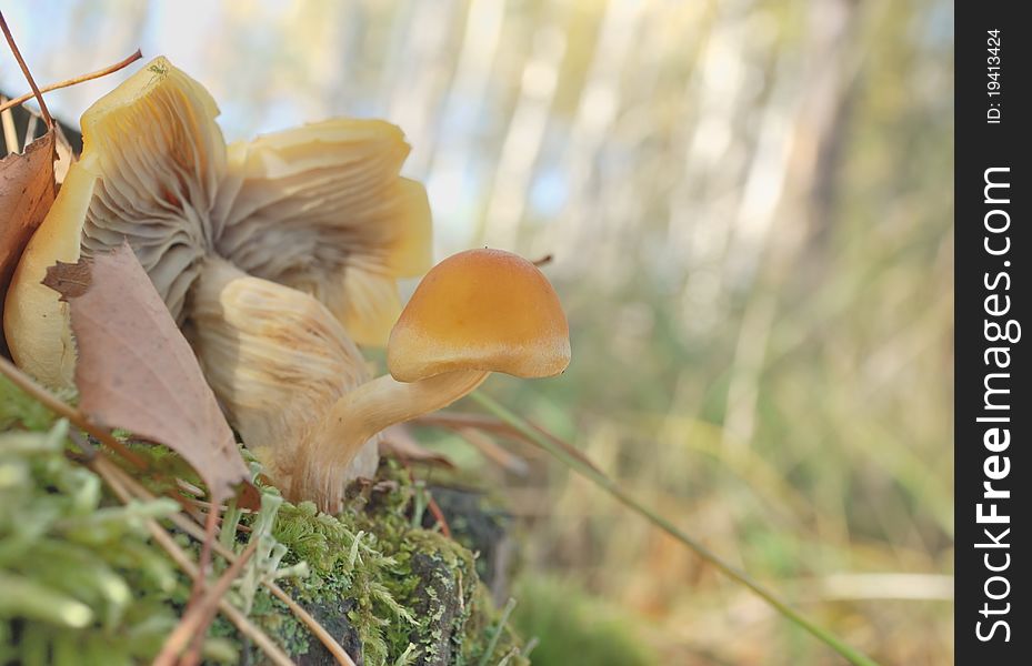Forest mushroom. Poisonous mushroom. Mushrooms on a stump.