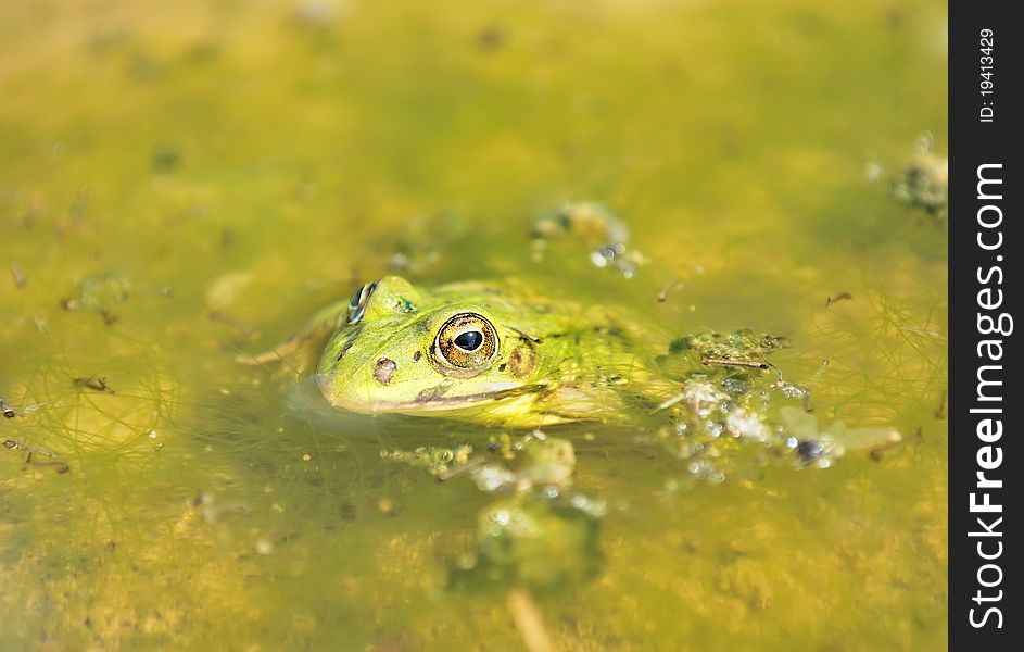 Frog in a bog. Green frog looking out of the water. Forest amphibian. Tropical animals. Frog during the hunt.