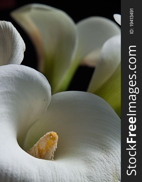 Calla lilies, colse shot with black background