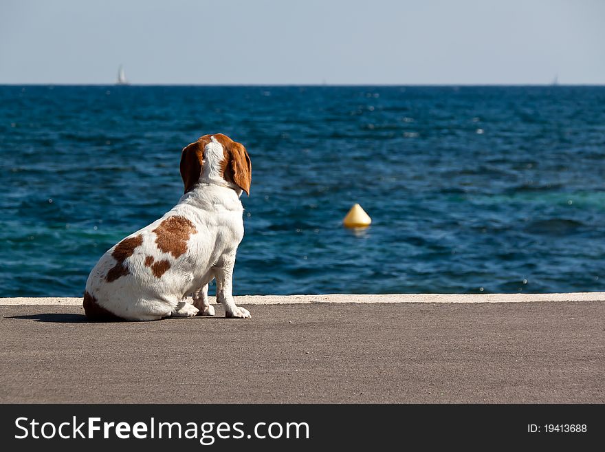 A dog watching the sea from a dock