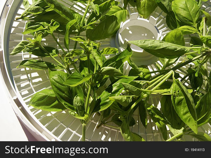 Basil On Tray