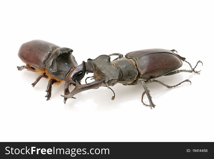 Stag Beetle And Rhinoceros Beetle