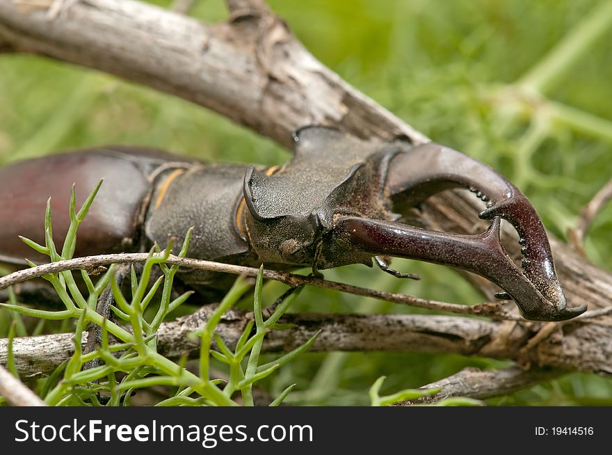 Close up photograph of a stag beetle  flying in a natural field