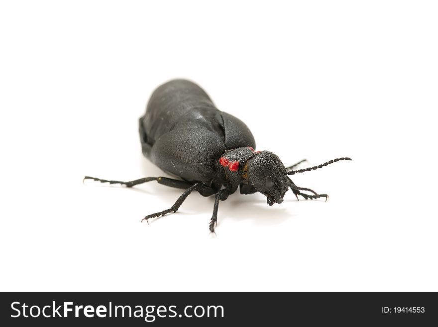 Ant beetle, commonly called oil isolated on white background