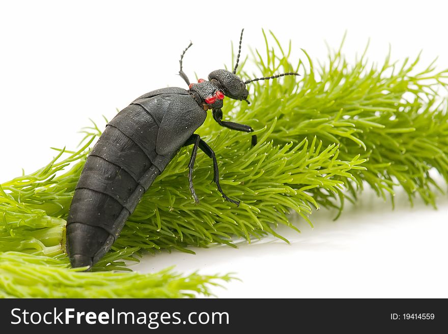 Ant beetle, walking on fresh fennel. Ant beetle, walking on fresh fennel