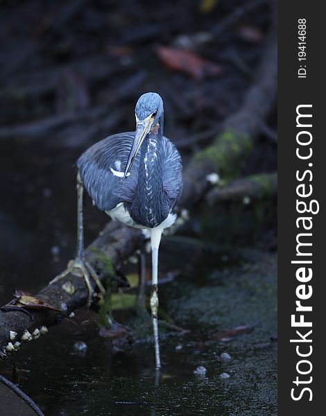 A beautiful Tricolored Heron fishing in cool lighting at Sanibel Island's J.N. Ding Darling Refuge.